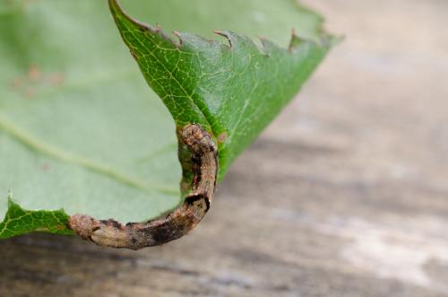 Ectropis crepuscularia